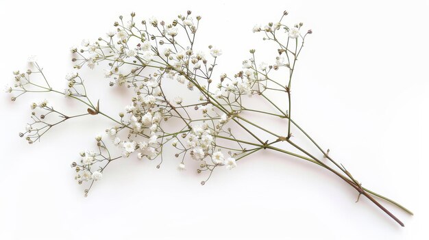 Foto pequenas flores brancas de gypsophila baby39s respiração isolada em branco