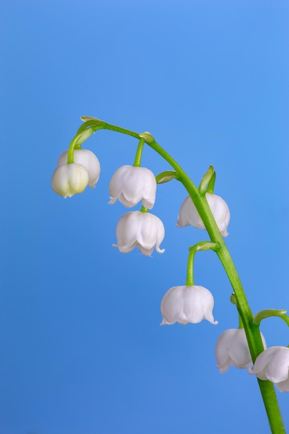 Pequenas flores brancas de lírio do vale em uma macrofotografia de fundo azul brilhante