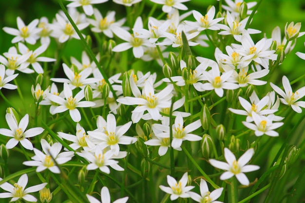 Pequenas flores brancas delicadas da primavera