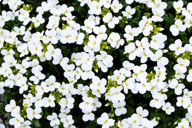 Pequenas flores brancas e folhas verdes fechadas