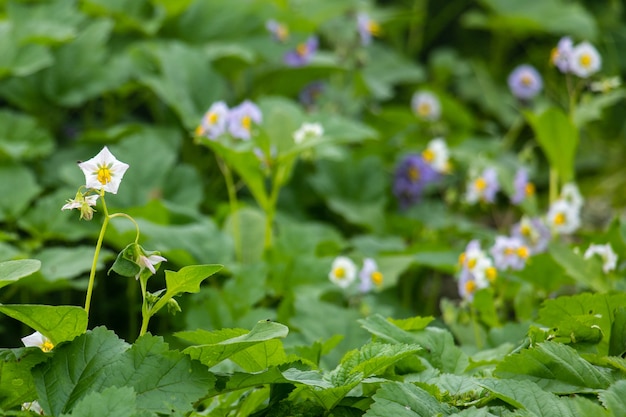 Pequenas flores brancas e lilases que crescem na vegetação rasteira de plantas verdes. Fundo nublado