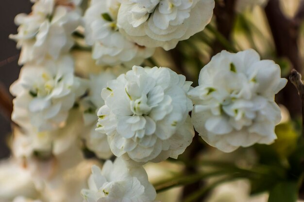 Pequenas flores brancas em tiro macro.
