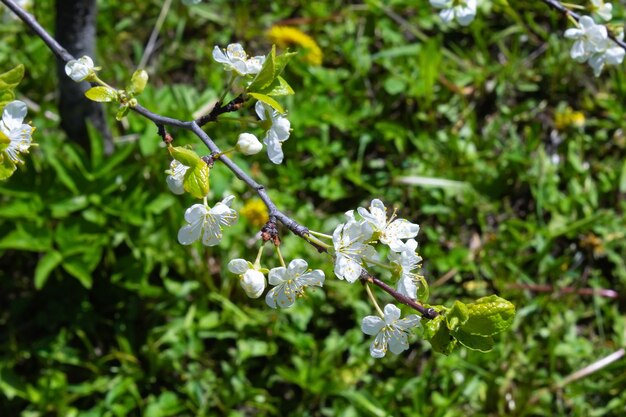 Pequenas flores brancas em um galho