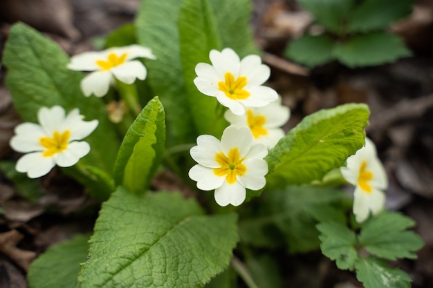 Pequenas flores brancas fecham prímula entre plantas florestais de folhas verdes