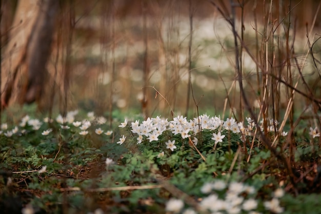 Pequenas flores brancas na floresta o campo com flores de anêmona primavera backgroung e primavera