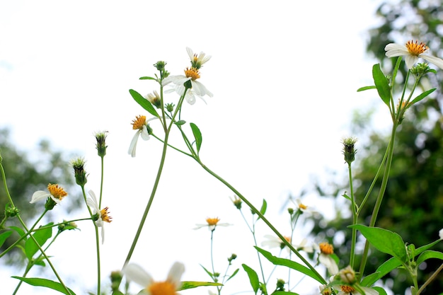 Pequenas flores brancas Na natureza verde Foco Sensível.
