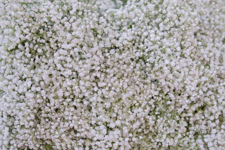 Foto pequenas flores brancas. paniculata flamingo