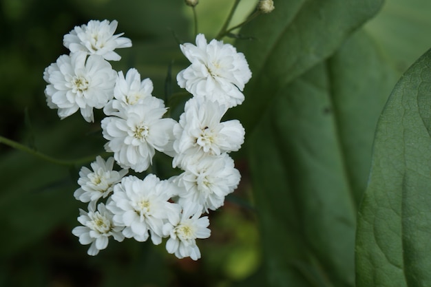 Pequenas flores brancas