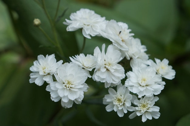 Pequenas flores brancas