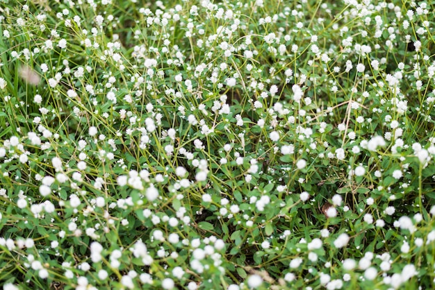 Pequenas flores brancas