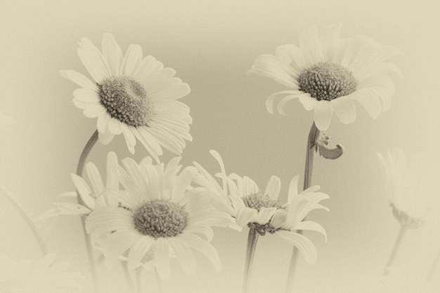 pequeñas flores de campo libres delicadas originales de camomila sobre un fondo claro