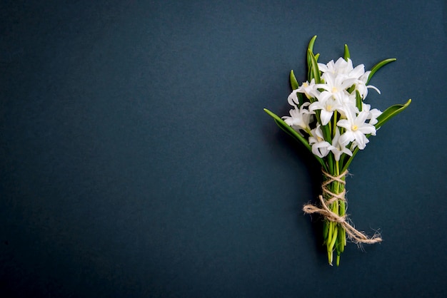 Pequeñas flores de chionodoxa blanca sobre verde oscuro