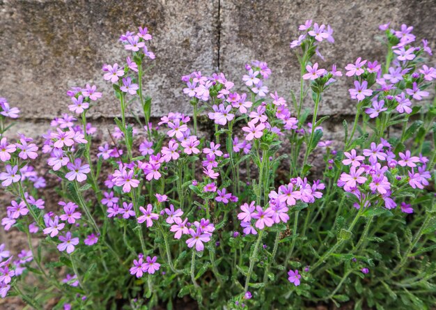 Pequeñas flores de color púrpura crecen cerca de la pared del fondo de hormigón de la casa