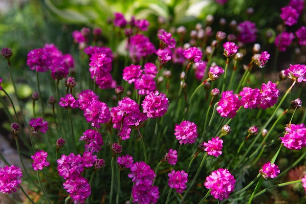 Pequeñas flores de color púrpura con hojas verdes banner de primavera de internet Fondo floral de primavera Macizo de flores de primavera flores de color lila brillante