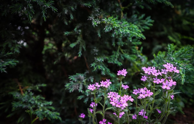 Pequeñas flores de color púrpura en el jardín Concepto de jardinería Fondo de flores