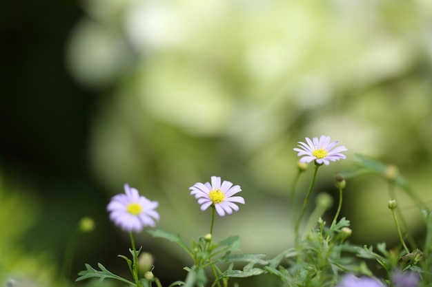 Pequeñas flores de color púrpura sobre fondo verde