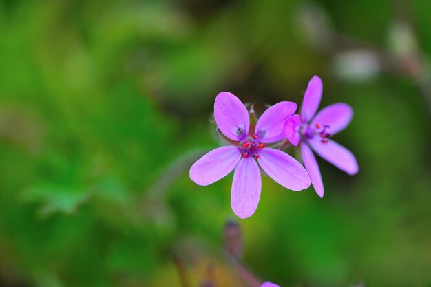 Pequeñas flores de color rosa púrpura con follaje verde en el fondo