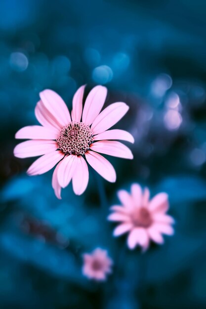 Pequenas flores cor-de-rosa brilhantes de verão em um fundo de folhagem azul em um jardim de fadas Imagem artística macro Foco seletivo
