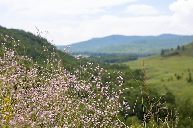 Pequenas flores cor de rosa contra o pano de fundo das montanhas efeito de desfoque