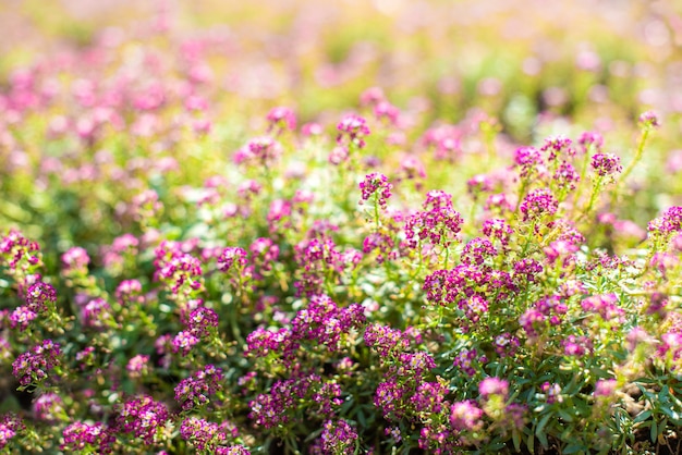 Pequenas flores cor de rosa no jardim na primavera. dia ensolarado. fundo floral. botões e floração.