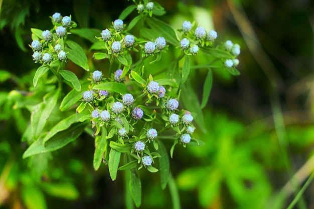 Pequeñas flores crecen al aire libre.