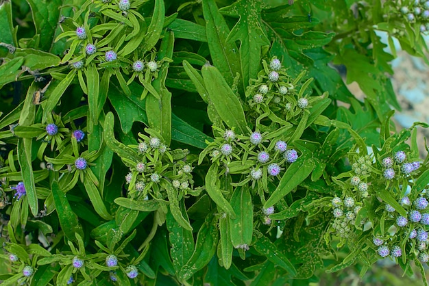 Pequeñas flores crecen al aire libre.