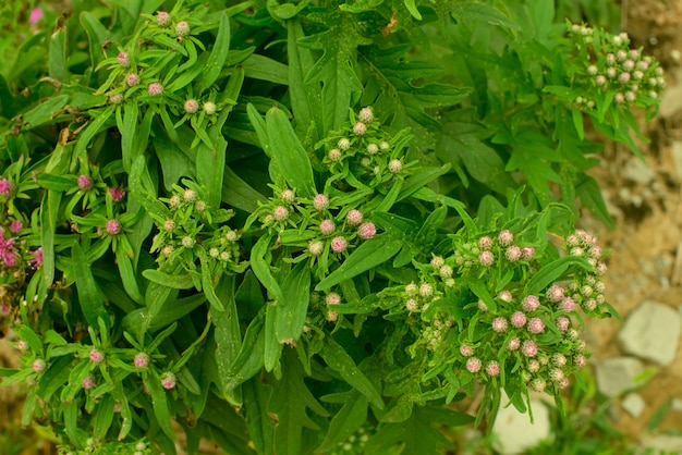 Pequenas flores crescem ao ar livre.