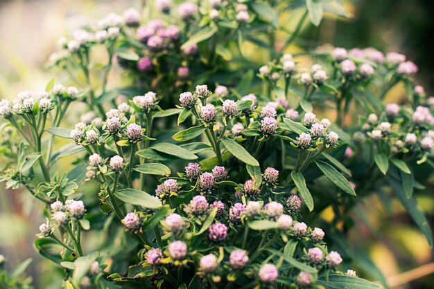 Pequenas flores crescem ao ar livre.