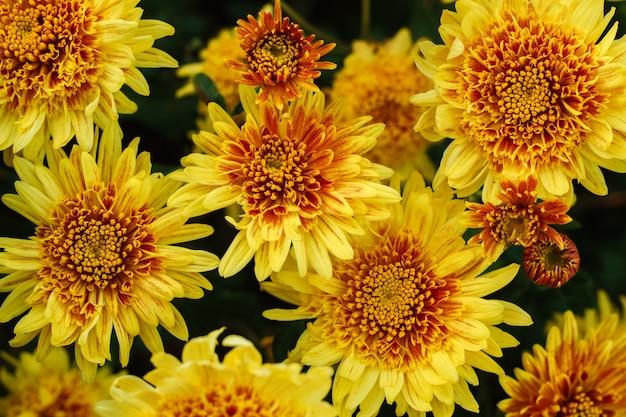 Pequeñas flores de crisantemos amarillos y naranjas. Fondo, primer plano