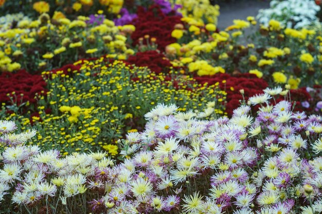 Pequeñas flores de crisantemos multicolores. Fondo, primer plano