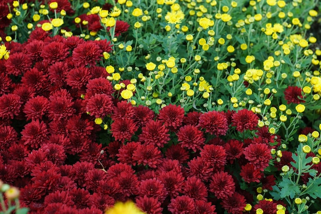 Pequenas flores de crisântemos vermelhos e amarelos. Plano de fundo, close-up