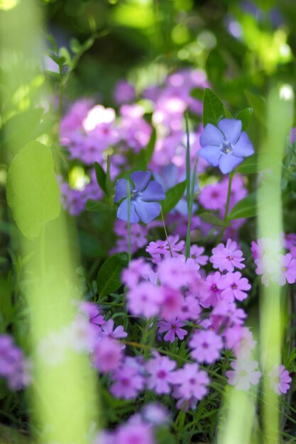 Pequenas flores desabrochando Flox rosa. Campo de flores. Muitas pequenas flores roxas