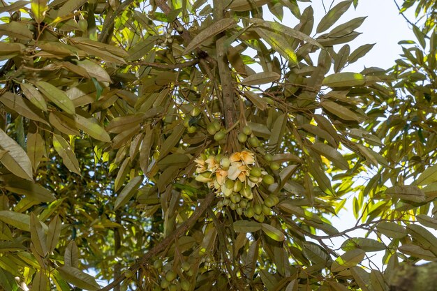 Pequenas flores durian