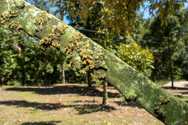 pequeñas flores de durian