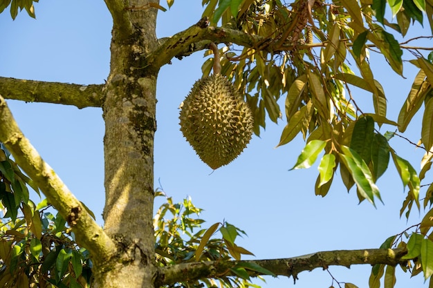 pequeñas flores de durian