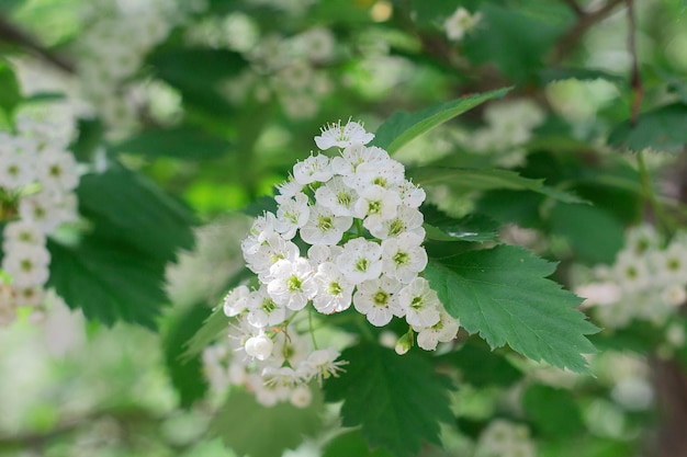 Pequeñas flores de espino blanco florecen en primavera