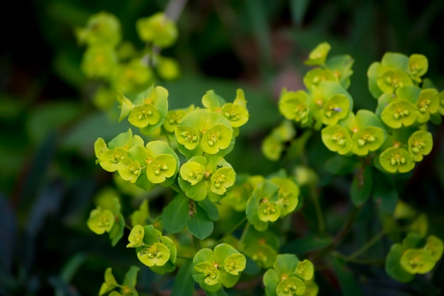 Pequeñas flores de euforbia