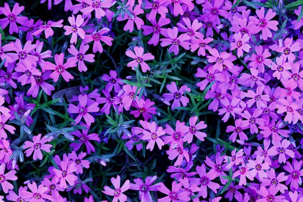 Pequeñas flores floreciendo phlox rosa. Campo de flores. Muchas flores pequeñas de color púrpura.