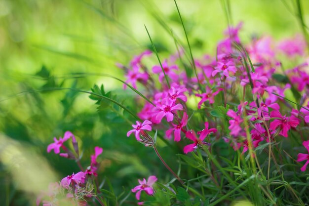 Pequeñas flores floreciendo phlox rosa. Campo de flores. Muchas flores pequeñas de color púrpura.