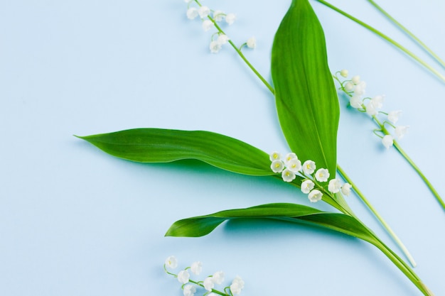 Pequenas flores frágeis e delicadas de lírio branco do vale com folhas verdes repousam sobre um azul pastel