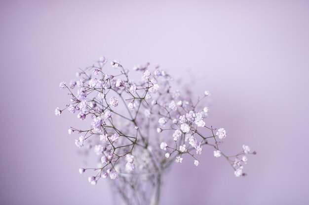 Pequeñas flores de gypsophila moradas y blancas en un jarrón sobre un fondo lila