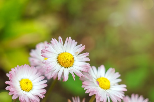 Pequeñas flores hermosas en un fondo natural.