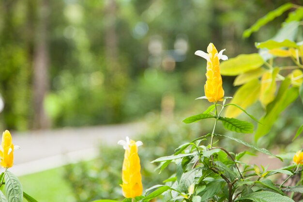 Pequeñas flores en el jardín