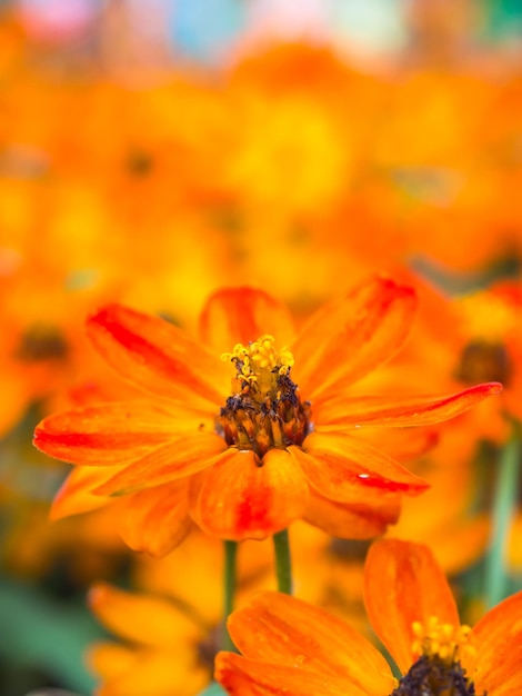 Pequeñas flores en el jardín