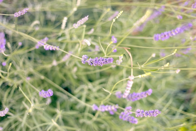 Pequeñas flores de lavanda sobre fondo de hierba verde borroso