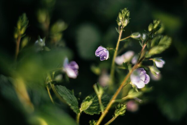 Pequeñas flores lilas cierran el concepto de pureza de la naturaleza