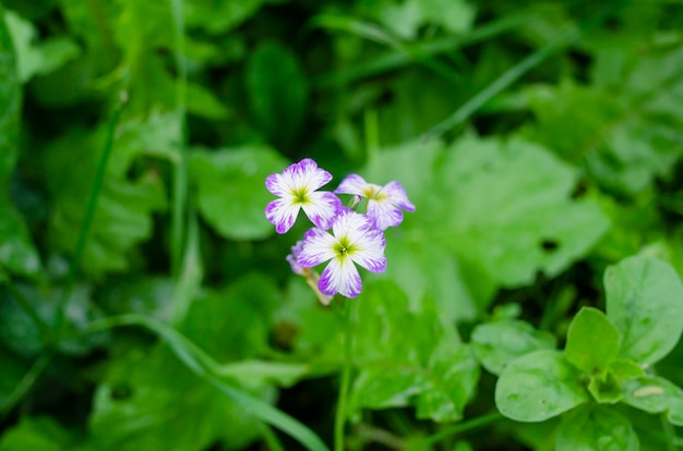 Pequenas flores lilás em um fundo verde escuro do prado