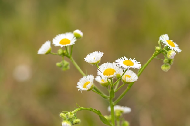 Pequeñas flores de manzanilla blanca sobre un fondo borroso