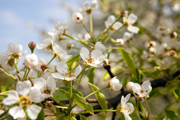 Las pequeñas flores de un manzano fotografiadas por un primer plano. pequeña profundidad de nitidez