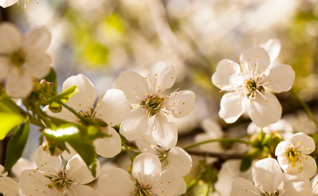 Las pequeñas flores de un manzano fotografiadas por un primer plano. pequeña profundidad de nitidez